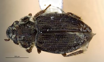 Media type: image;   Entomology 305556 Aspect: habitus dorsal view